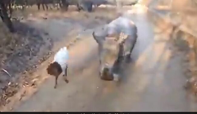Baby Rhino Imitates Goat: Video Of Baby Rhino Jumping And Skipping Like Its Goat Friend