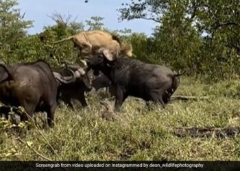 Herd Of Buffaloes Attack An Old Lion Raised It In The Air And Thrashed It What Happened Next See Shocking Video