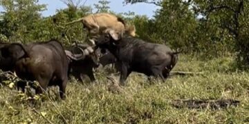Herd Of Buffaloes Attack An Old Lion Raised It In The Air And Thrashed It What Happened Next See Shocking Video
