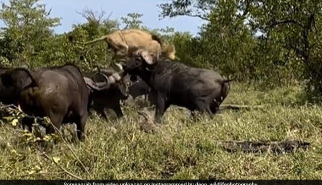 Herd Of Buffaloes Attack An Old Lion Raised It In The Air And Thrashed It What Happened Next See Shocking Video