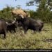 Herd Of Buffaloes Attack An Old Lion Raised It In The Air And Thrashed It What Happened Next See Shocking Video