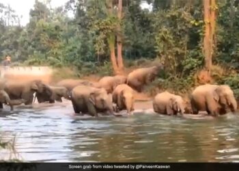 Herd Of Elephants Enjoying Family Time Together In The Water Having A Fun Bath Watch Cute Video – हाथियों का झुंड मस्ती से नहा रहा था, पानी में एकसाथ एन्जॉय किया फैमिली टाइम