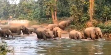 Herd Of Elephants Enjoying Family Time Together In The Water Having A Fun Bath Watch Cute Video – हाथियों का झुंड मस्ती से नहा रहा था, पानी में एकसाथ एन्जॉय किया फैमिली टाइम