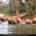 Herd Of Elephants Enjoying Family Time Together In The Water Having A Fun Bath Watch Cute Video – हाथियों का झुंड मस्ती से नहा रहा था, पानी में एकसाथ एन्जॉय किया फैमिली टाइम