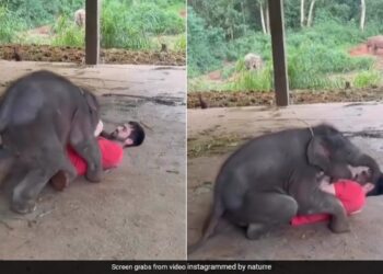 Baby Elephant Climbed On Man Body Fighting And Tried To Crushes Him Then This Happened See Viral Video – खेलते-खेलते शख्स के ऊपर चढ़ गया हाथी का बच्चा, हटाने की कोशिश की गई, तो कर डाला बुरा हाल