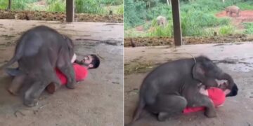 Baby Elephant Climbed On Man Body Fighting And Tried To Crushes Him Then This Happened See Viral Video – खेलते-खेलते शख्स के ऊपर चढ़ गया हाथी का बच्चा, हटाने की कोशिश की गई, तो कर डाला बुरा हाल