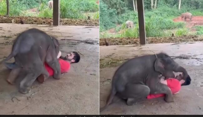 Baby Elephant Climbed On Man Body Fighting And Tried To Crushes Him Then This Happened See Viral Video – खेलते-खेलते शख्स के ऊपर चढ़ गया हाथी का बच्चा, हटाने की कोशिश की गई, तो कर डाला बुरा हाल