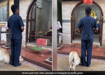Dog Bows Down Pays Respect To Lord Ganesha Outside Temple Internet Loves It See Viral Video