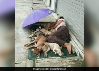 Homeless Man Sharing His Tiny Mattress With Stray Dogs Melts Hearts Online Pic Goes Viral