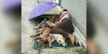Homeless Man Sharing His Tiny Mattress With Stray Dogs Melts Hearts Online Pic Goes Viral