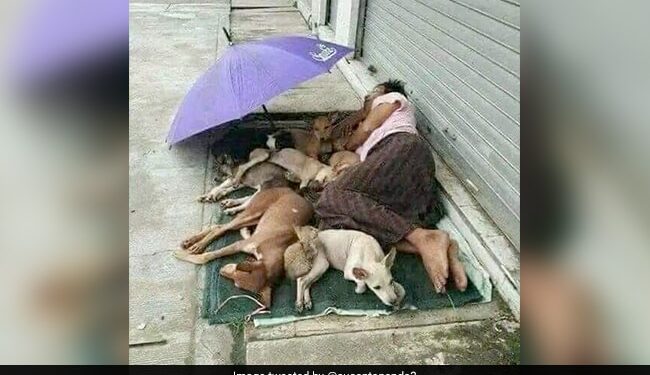 Homeless Man Sharing His Tiny Mattress With Stray Dogs Melts Hearts Online Pic Goes Viral