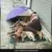 Homeless Man Sharing His Tiny Mattress With Stray Dogs Melts Hearts Online Pic Goes Viral