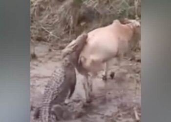 Creature Caught By Crocodile While Crossing The River | Video Of Crocodile Attacking Cow Goes Viral On Social Media