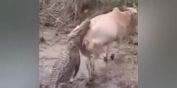 Creature Caught By Crocodile While Crossing The River | Video Of Crocodile Attacking Cow Goes Viral On Social Media