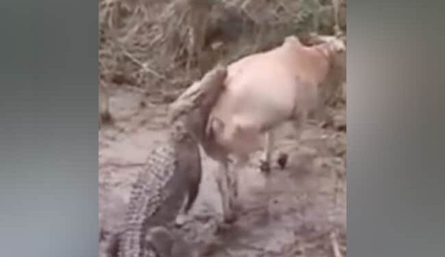 Creature Caught By Crocodile While Crossing The River | Video Of Crocodile Attacking Cow Goes Viral On Social Media