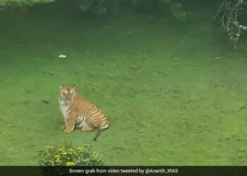 Tiger Came Near Golf Course In Tamil Nadu Ooty People Shocked See Viral Video