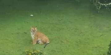 Tiger Came Near Golf Course In Tamil Nadu Ooty People Shocked See Viral Video