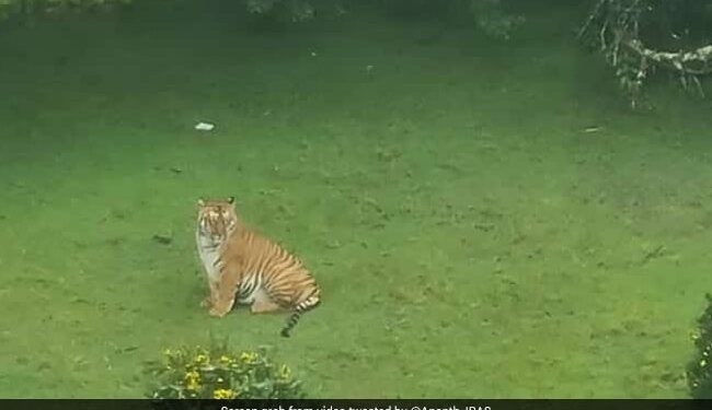 Tiger Came Near Golf Course In Tamil Nadu Ooty People Shocked See Viral Video