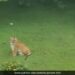 Tiger Came Near Golf Course In Tamil Nadu Ooty People Shocked See Viral Video
