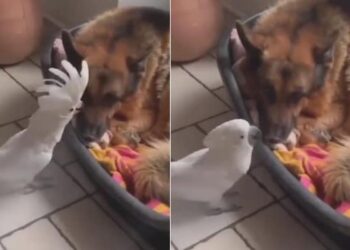 Parrot Barking Like A Dog: Parrot Is Seen Barking In Front Of The Dog Video Goes Viral On Social Media