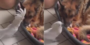 Parrot Barking Like A Dog: Parrot Is Seen Barking In Front Of The Dog Video Goes Viral On Social Media