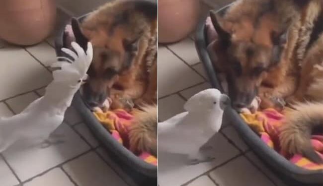 Parrot Barking Like A Dog: Parrot Is Seen Barking In Front Of The Dog Video Goes Viral On Social Media