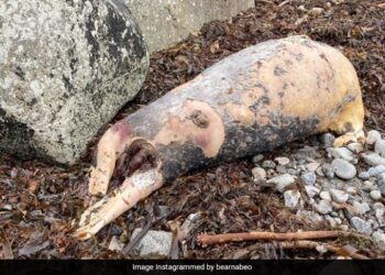 Mysterious Sea Creature Body Washes Up On Ireland Beach Internet Confused Pig Or Seal