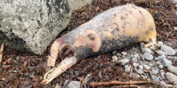 Mysterious Sea Creature Body Washes Up On Ireland Beach Internet Confused Pig Or Seal
