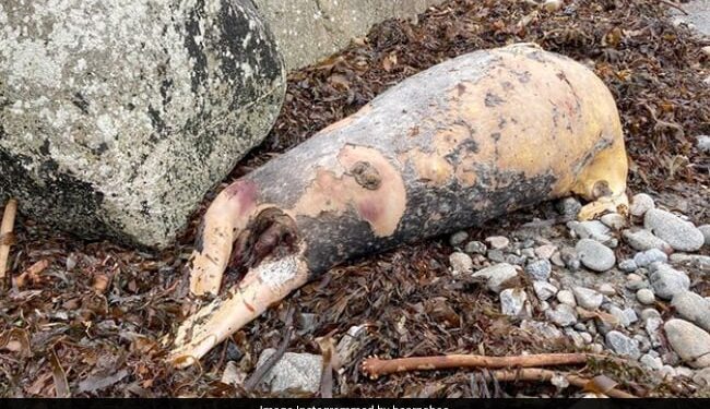 Mysterious Sea Creature Body Washes Up On Ireland Beach Internet Confused Pig Or Seal