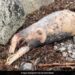 Mysterious Sea Creature Body Washes Up On Ireland Beach Internet Confused Pig Or Seal