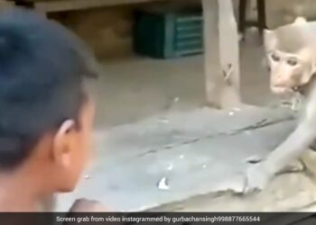 Boy Was Teasing Monkey Jumped And Attack On Him Then What Happened Next In Viral Video