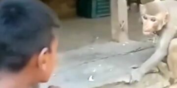 Boy Was Teasing Monkey Jumped And Attack On Him Then What Happened Next In Viral Video