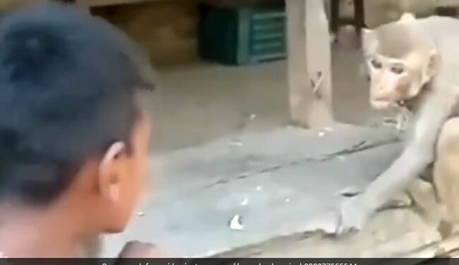 Boy Was Teasing Monkey Jumped And Attack On Him Then What Happened Next In Viral Video