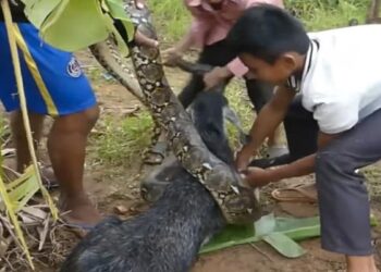The Python Was Going To Swallow The Innocent Goat, The Children Saved Their Lives, People Said – You All Are Great – मासूम बकरी को निगलने जा रहा था अजगर, बच्चों ने बचा ली जान, लोगों ने कहा