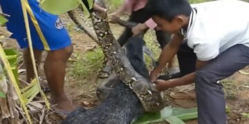 The Python Was Going To Swallow The Innocent Goat, The Children Saved Their Lives, People Said – You All Are Great – मासूम बकरी को निगलने जा रहा था अजगर, बच्चों ने बचा ली जान, लोगों ने कहा