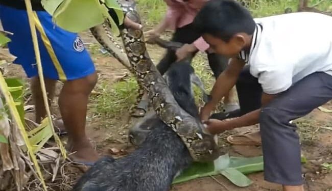 The Python Was Going To Swallow The Innocent Goat, The Children Saved Their Lives, People Said – You All Are Great – मासूम बकरी को निगलने जा रहा था अजगर, बच्चों ने बचा ली जान, लोगों ने कहा