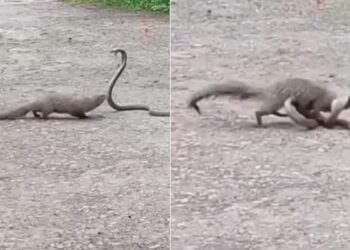 Snake Mongoose Fight Viral Dangerous Video | Fight Between Mongoose And King Cobra Snake On The Road