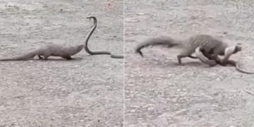 Snake Mongoose Fight Viral Dangerous Video | Fight Between Mongoose And King Cobra Snake On The Road