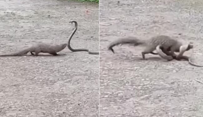 Snake Mongoose Fight Viral Dangerous Video | Fight Between Mongoose And King Cobra Snake On The Road