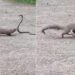Snake Mongoose Fight Viral Dangerous Video | Fight Between Mongoose And King Cobra Snake On The Road