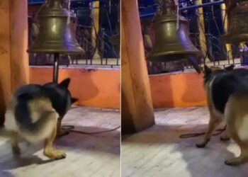 Dog Viral Video: Dog Is Ringing Bell In Devotion To God Inside Temple Video Goes Viral On Social Media