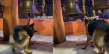 Dog Viral Video: Dog Is Ringing Bell In Devotion To God Inside Temple Video Goes Viral On Social Media