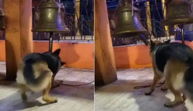 Dog Viral Video: Dog Is Ringing Bell In Devotion To God Inside Temple Video Goes Viral On Social Media
