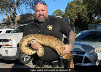 Police Officer Catches 10 Foot Long Boa Snake In Florida See Viral Pics – पुलिस अधिकारी ने पकड़ा 10 फुट लंबा जहरीला सांप, कहा