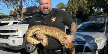 Police Officer Catches 10 Foot Long Boa Snake In Florida See Viral Pics – पुलिस अधिकारी ने पकड़ा 10 फुट लंबा जहरीला सांप, कहा