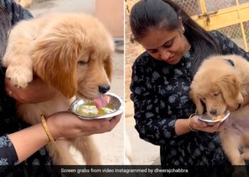 Woman Feeding Golgappas To Pet Dog But Everyone Is Not Happy See Viral Video – पालतू कुत्ते को गोलगप्पे खिला रही थी महिला, Video देख नाराज़ हुए लोग, बोले