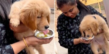 Woman Feeding Golgappas To Pet Dog But Everyone Is Not Happy See Viral Video – पालतू कुत्ते को गोलगप्पे खिला रही थी महिला, Video देख नाराज़ हुए लोग, बोले