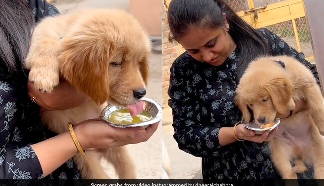 Woman Feeding Golgappas To Pet Dog But Everyone Is Not Happy See Viral Video – पालतू कुत्ते को गोलगप्पे खिला रही थी महिला, Video देख नाराज़ हुए लोग, बोले