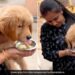 Woman Feeding Golgappas To Pet Dog But Everyone Is Not Happy See Viral Video – पालतू कुत्ते को गोलगप्पे खिला रही थी महिला, Video देख नाराज़ हुए लोग, बोले