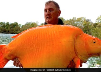 Fisherman Catches A 30 Kg Goldfish Could Be A World Record – ब्रिटिश मछुआरे ने पकड़ी 30 किलो की Goldfish, टूट सकता है World Record